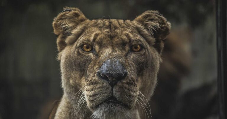 Neuronale Netze 2026: Wegweiser für moderne Unternehmen in der KI-Transformation