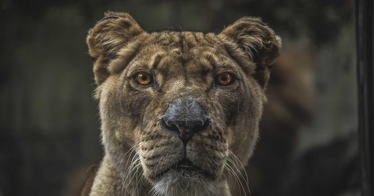 Du betrachtest gerade Neuronale Netze 2026: Wegweiser für moderne Unternehmen in der KI-Transformation